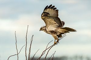 Mäusebussard - Buteo buteo