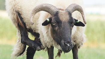 Schaap
