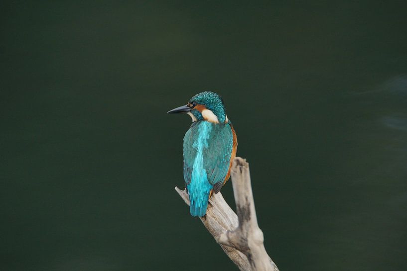 Martin-pêcheur / Kingfisher (Alcedo atthis) par Hendrie