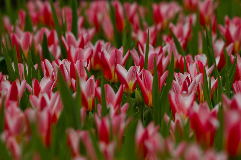 Tulpen veld van Peter Deschepper