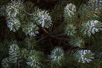 Les premières gelées sur les branches des pins sur Ate de Vries