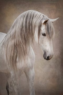 Portret van witte hengst | fineart | paarden fotografie van Laura Dijkslag