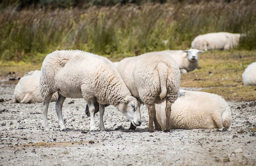 Mehrere Schafe von Kashja Neels