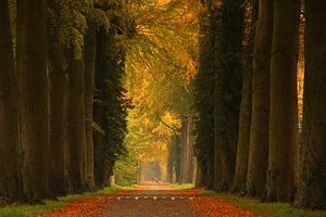 Avenue de l'automne doré