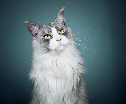 Maine Coon cat