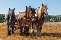 Demonstratie tarwe oogsten met driespan trekpaarden. van Bram van Broekhoven thumbnail