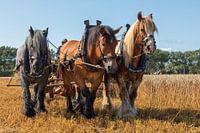 Demonstration of wheat harvesting with triple draught horses.