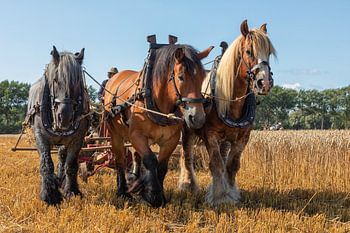 Démonstration de la récolte du blé avec des chevaux de trait triples.