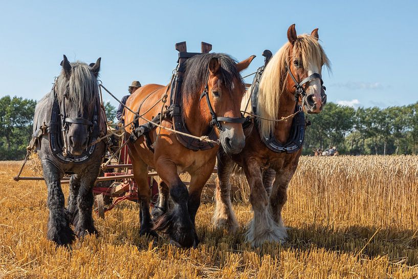 Demonstration of wheat harvesting with triple draught horses. by Bram van Broekhoven