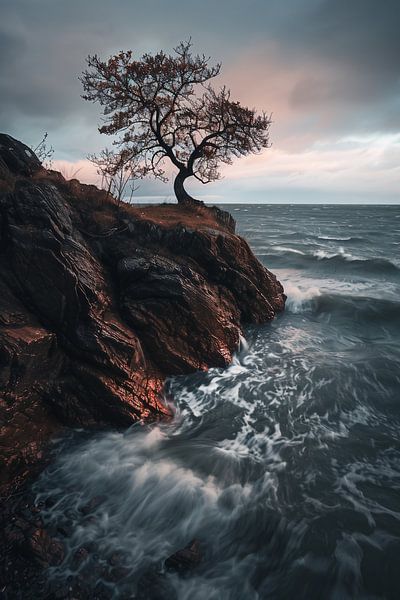 Eenzame boom, wilde kust van fernlichtsicht