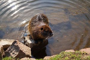 das Bild zeigt wild lebende Nutria