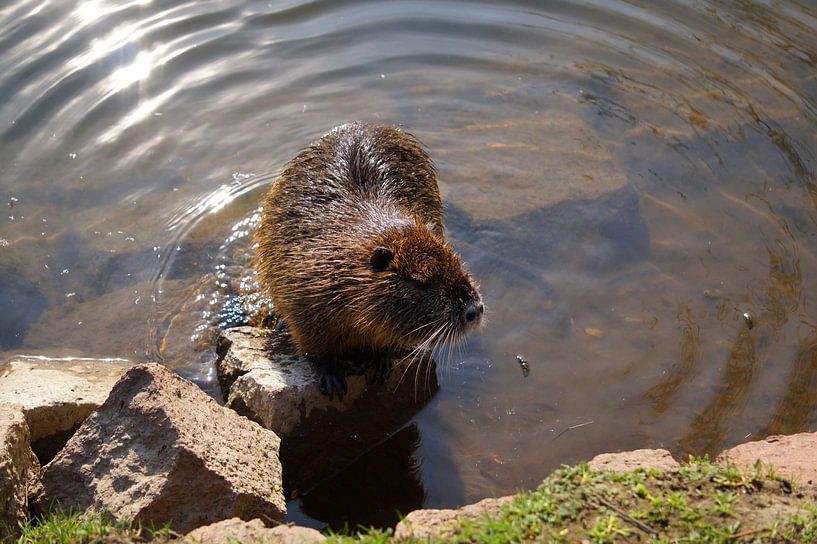 la photo montre un nutria vivant à l'état sauvage par Babetts Bildergalerie