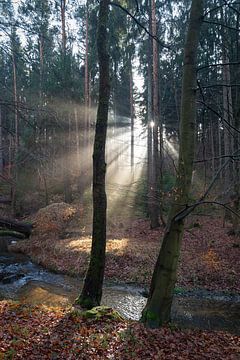 Winterlicht in het bos 2 van Heidemuellerin
