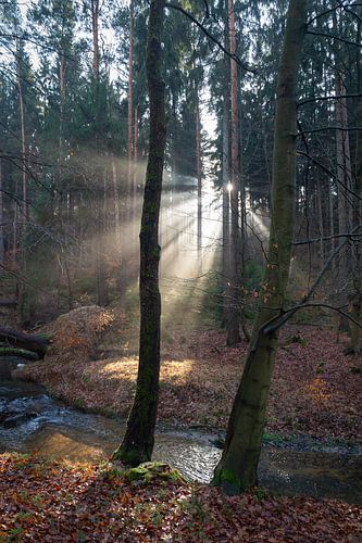 Winter light in the forest 2