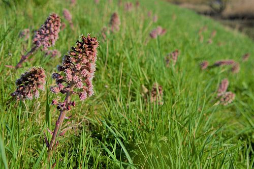 Piepend Hoefblad