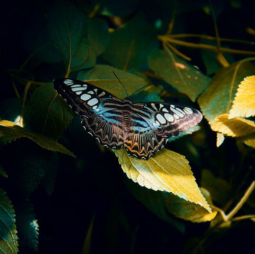Vlinder: Parthenos Sylvia