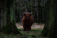 Schotse hooglander