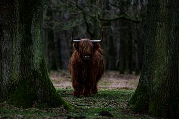 Highlander écossais