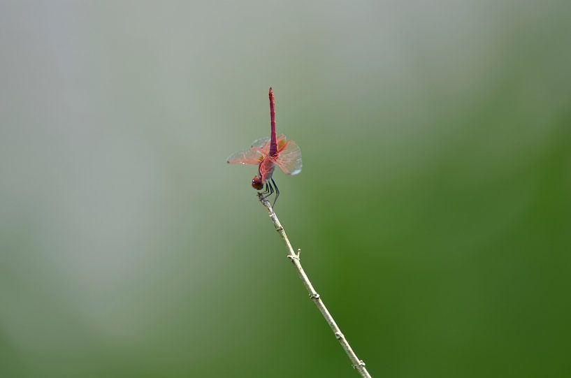 Stability by Martin Jansen