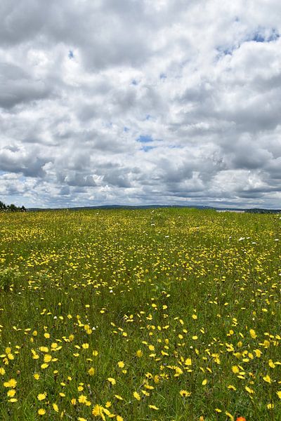 A blooming field under a cloudy sky by Claude Laprise