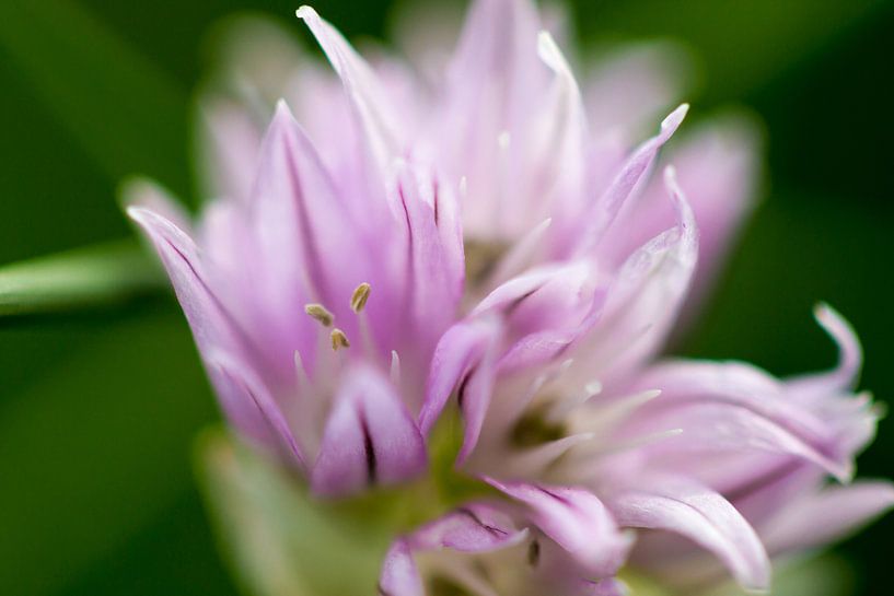 Purple flower by Niels Eric Fotografie