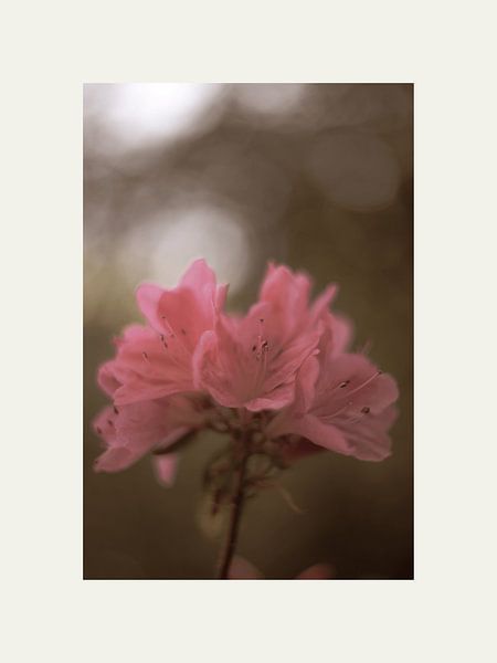 Soft pink flower by @Unique