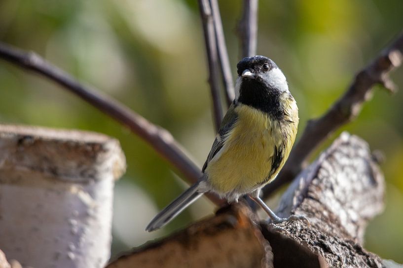 The flamboyant great tit of the green forest by Swen van de Vlierd