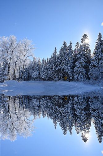 Een besneeuwd bos na de storm