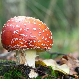 Close up of a Fly agaric in the forest on a mossy ground. by Robin Verhoef