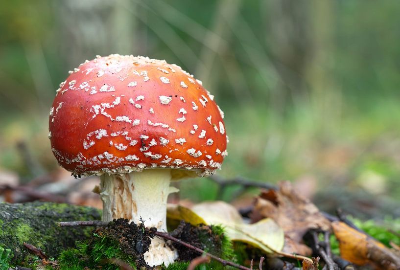 Gros plan d'une amanite tue-mouches en forêt sur un sol moussu. par Robin Verhoef