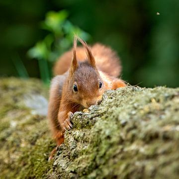 close up squirrel by gea strucks