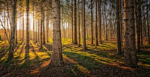 Arboreal sunset