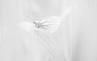 Weißer Schmetterling von Lucia Leemans Miniaturansicht