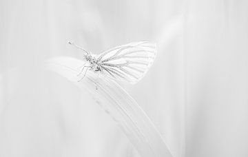 Witte vlinder van Lucia Leemans