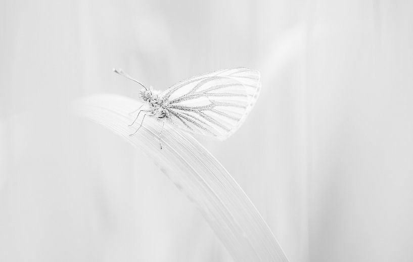 Weißer Schmetterling von Lucia Leemans
