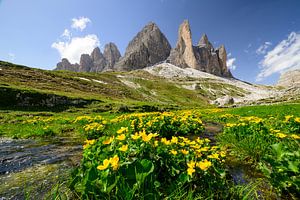 Die Drei Zinnen mit Wildblumen in den Dolomiten