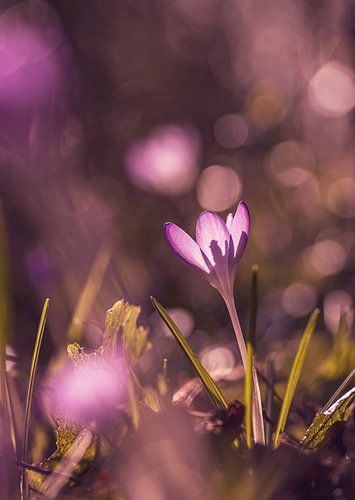 Krokus in der Sonne von caroline wijnmaalen