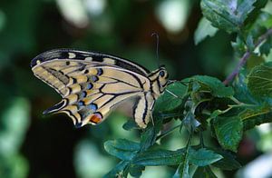 Machaon