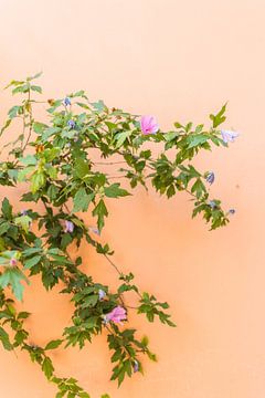 oranje muur met groene plant en paarse en roze bloemen | griekenland | reisfotografie van Lisa Bocarren