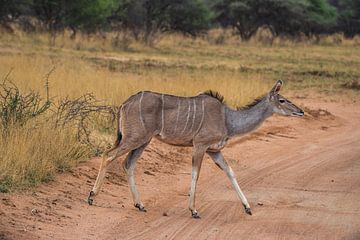 Female Kudu in Etosha National Park, Namibia Africa by Patrick Groß