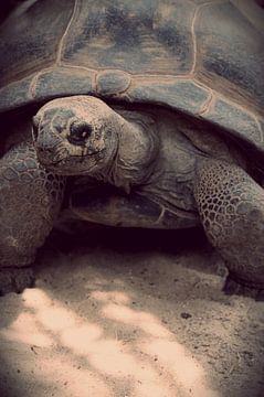 Beautiful turtle sur Tiffany Venus