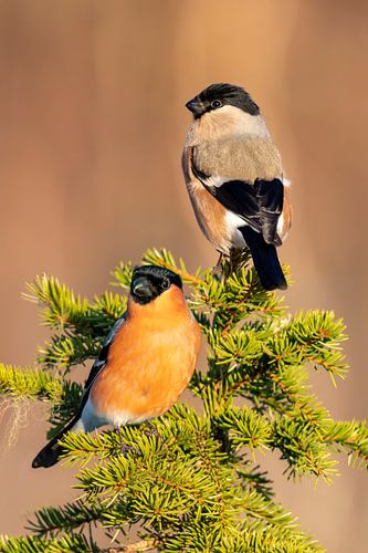 Bullfinch pair (Pyrrhula pyrrhula)