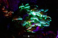 Glowing mushrooms