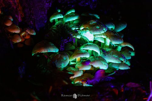 Gloeiende paddenstoelen van Remco Ditmar