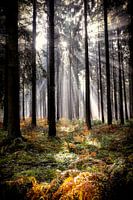 Sunshine in the forest