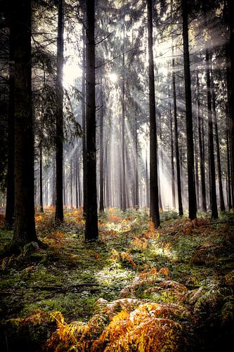 Sonnenschein im Wald