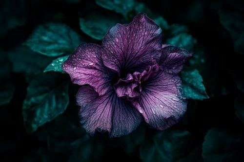 Paarse bloem in de schaduw
