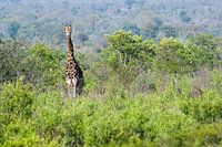 Giraffe in Afrika
