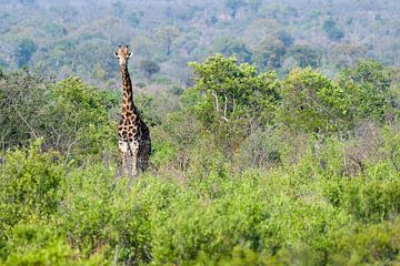 Giraffe in Africa by Caroline Piek