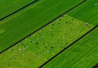 Dutch landscape with cows